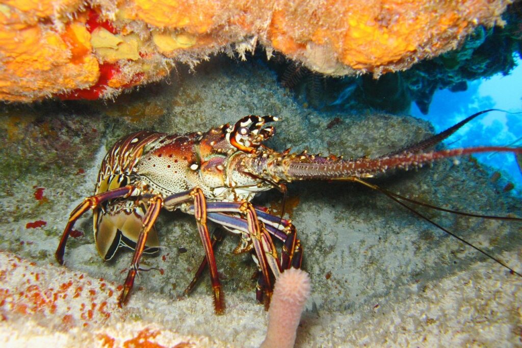 diving, ocean, lobster, animal-1707742.jpg